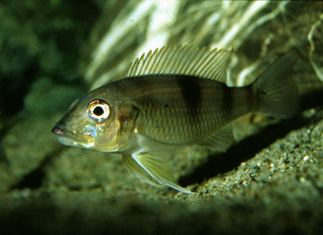 全颚颌丽鱼(Gnathochromis permaxillaris)