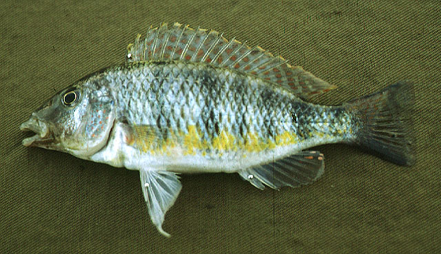 法氏颌丽鱼(Gnathochromis pfefferi)