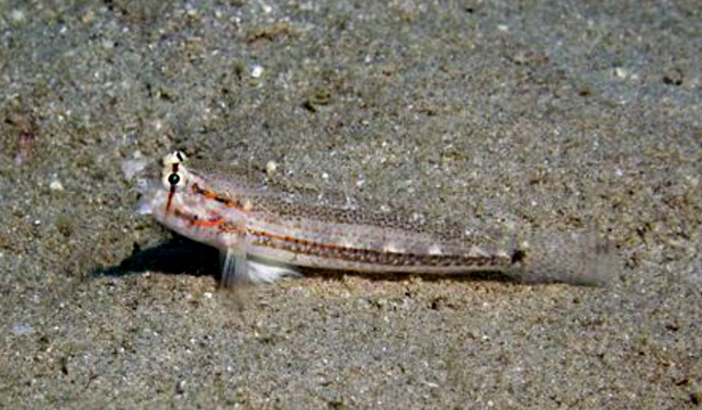 斑尾颌鳞虾虎(Gnatholepis caudimaculata)