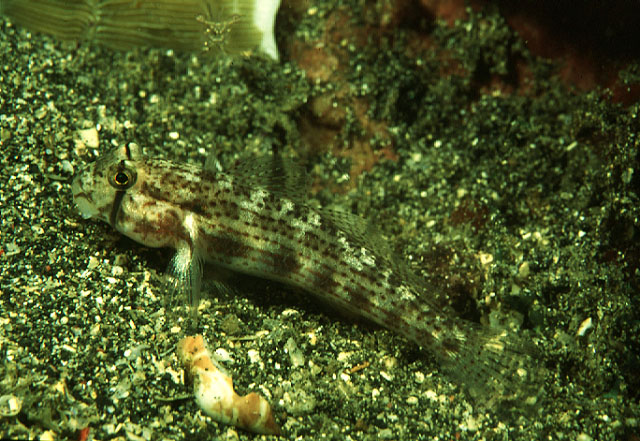 高伦颌鳞虾虎(Gnatholepis cauerensis)