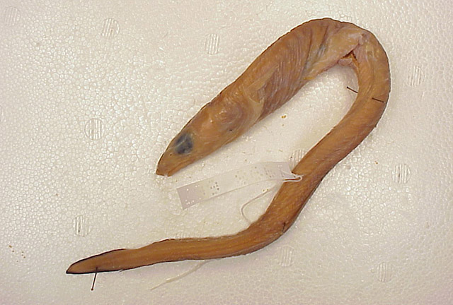 异颌颌吻鳗(Gnathophis heterognathos)