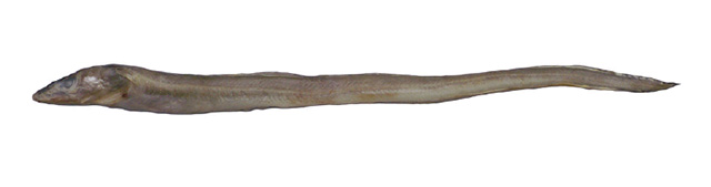 薄唇颌吻鳗(Gnathophis mystax)