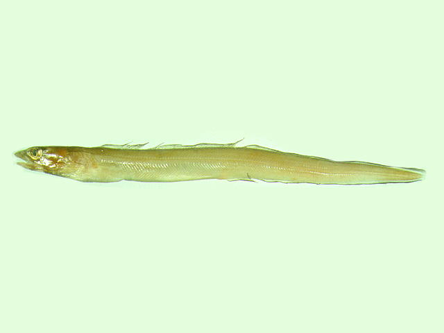 日本颌吻鳗(Gnathophis nystromi ginanago)