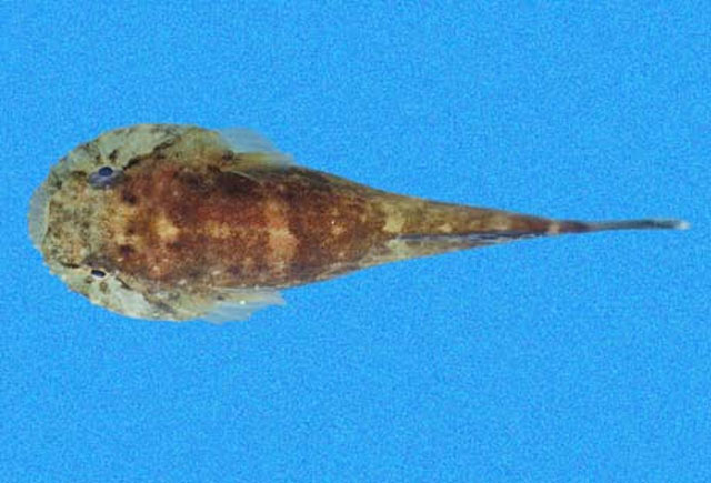 美喉盘鱼(Gobiesox daedaleus)