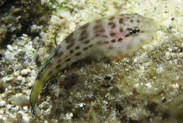 斑点喉盘鱼(Gobiesox lucayanus)