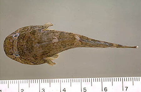条纹喉盘鱼(Gobiesox maeandricus)