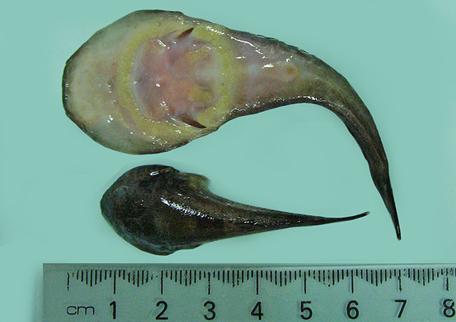 石纹喉盘鱼(Gobiesox marmoratus)
