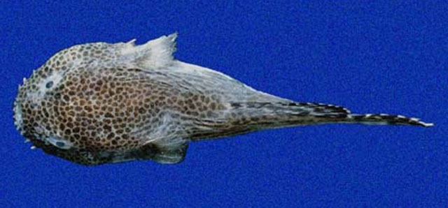 须喉盘鱼(Gobiesox papillifer)