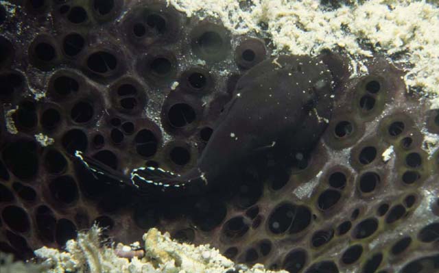 带纹喉盘鱼(Gobiesox punctulatus)