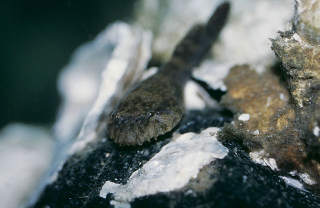 肥壮喉盘鱼(Gobiesox strumosus)