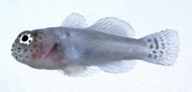 白横斑叶虾虎(Gobiodon albofasciatus)