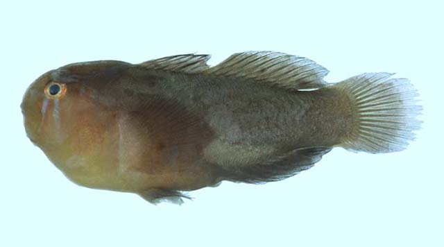 眼带叶虾虎(Gobiodon oculolineatus)