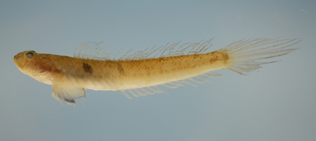 大洋小虾虎(Gobionellus oceanicus)