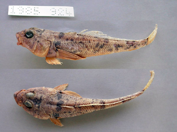 马里恩岛鮈南极鱼(Gobionotothen marionensis)