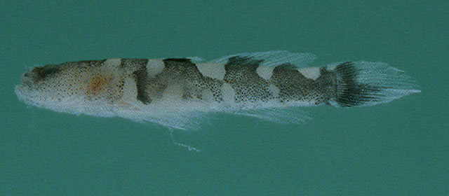 波斯湾髯虾虎(Gobiopsis canalis)