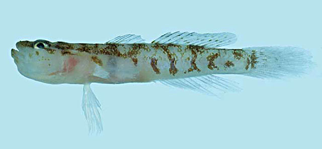 短髯虾虎(Gobiopsis exigua)