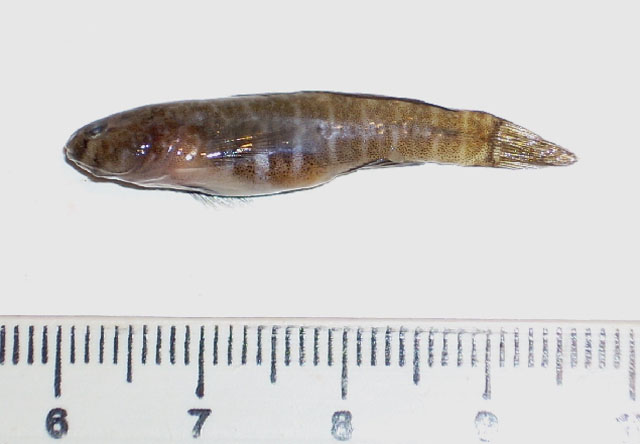 半裸鮈虾虎(Gobiosoma hemigymnum)