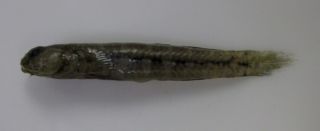 长身鮈虾虎(Gobiosoma longipala)