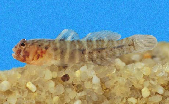 裸鮈虾虎(Gobiosoma nudum)
