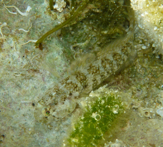 壮体鮈虾虎(Gobiosoma robustum)