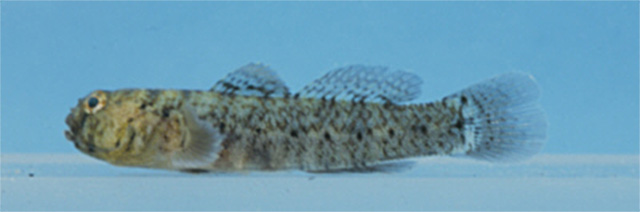 巴拿马鮈虾虎(Gobiosoma spilotum)