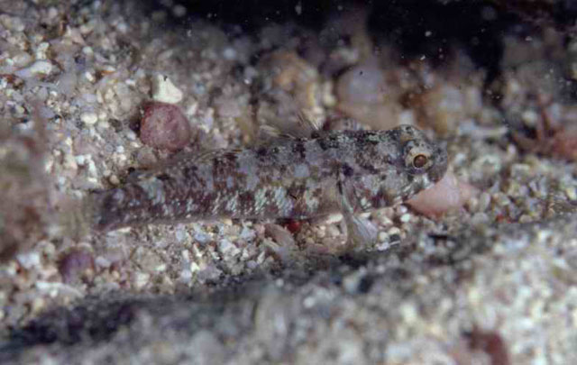 黑体虾虎(Gobius ateriformis)