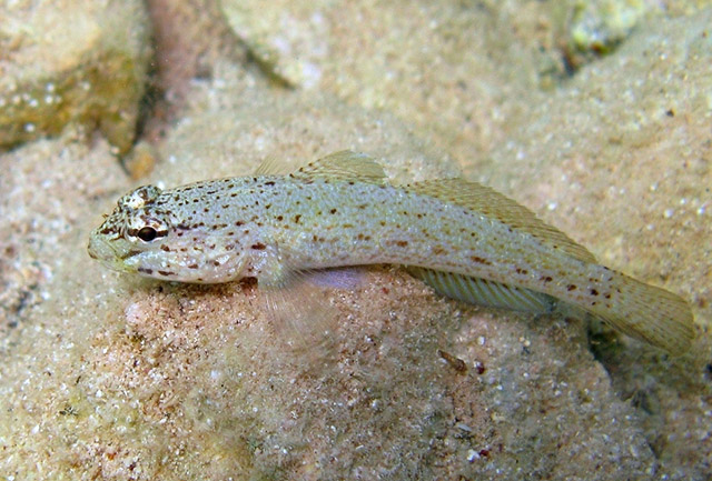 布氏虾虎(Gobius bucchichi)