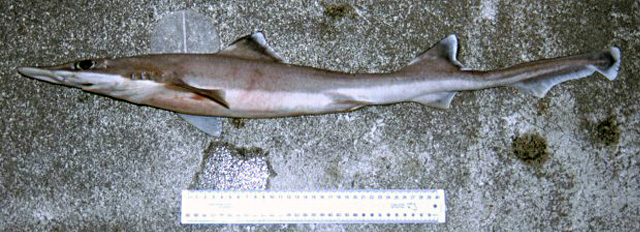 古林原鲨(Gollum attenuatus)