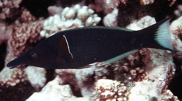雀尖嘴鱼(Gomphosus caeruleus)