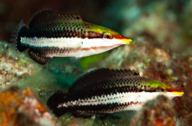 杂色尖嘴鱼(Gomphosus varius)