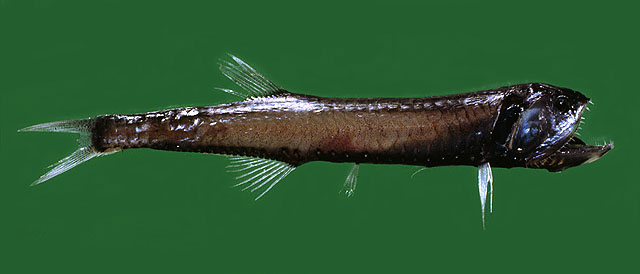 裸钻光鱼(Gonostoma denudatum)