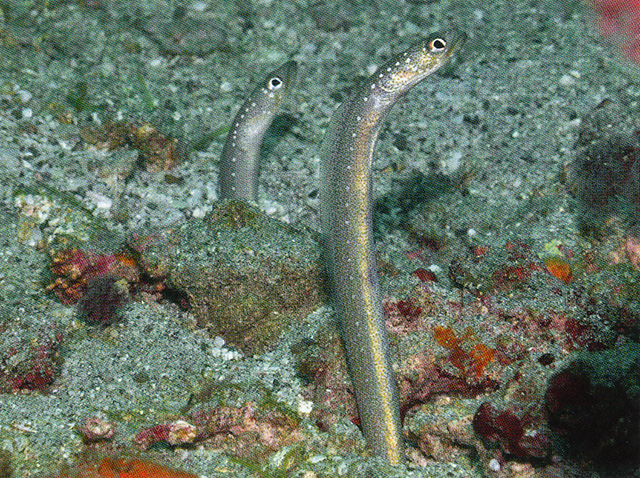 巴氏园鳗(Gorgasia barnesi)