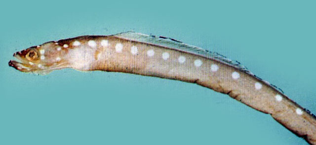 日本园鳗(Gorgasia japonica)