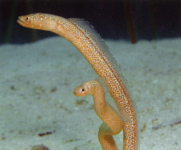 菲律宾园鳗(Gorgasia naeocepaea)