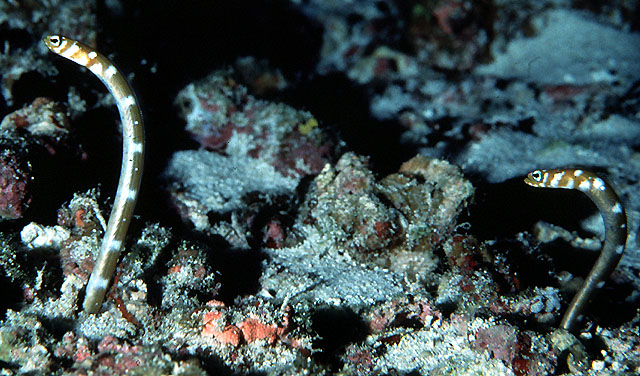 横带园鳗(Gorgasia preclara)