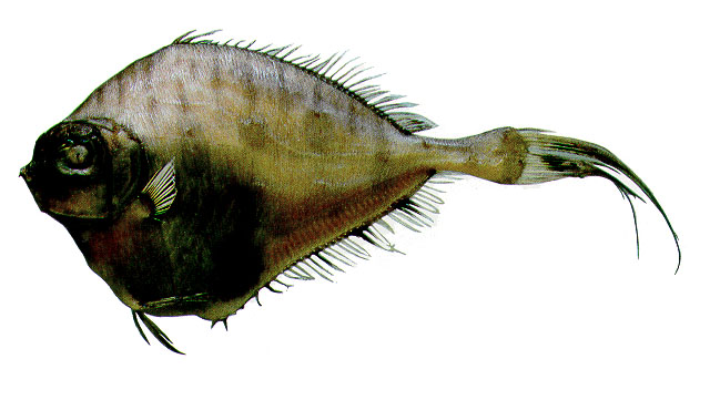 斑线菱鲷(Grammicolepis brachiusculus)