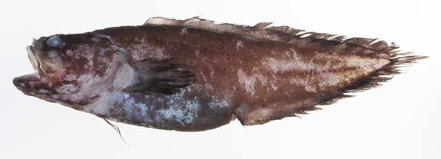 粗寡须鳚(Grammonus robustus)
