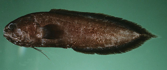 韦氏寡须鳚(Grammonus waikiki)