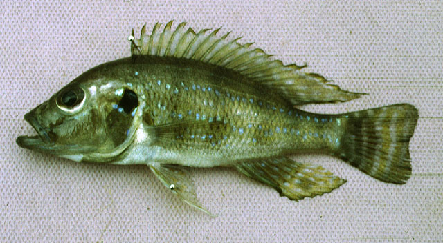 克里格氏丽鱼(Greenwoodochromis christyi)