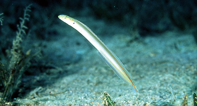 鳃斑鳚虾虎(Gunnellichthys monostigma)