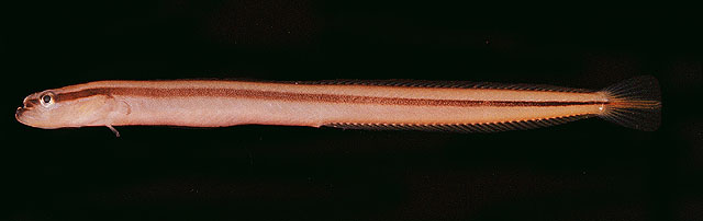 纵带鳚虾虎(Gunnellichthys pleurotaenia)