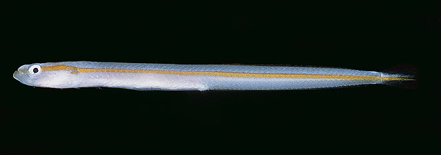 黄带鳚虾虎(Gunnellichthys viridescens)