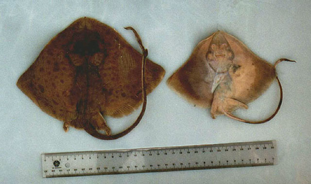 吞鳐(Gurgesiella dorsalifera)