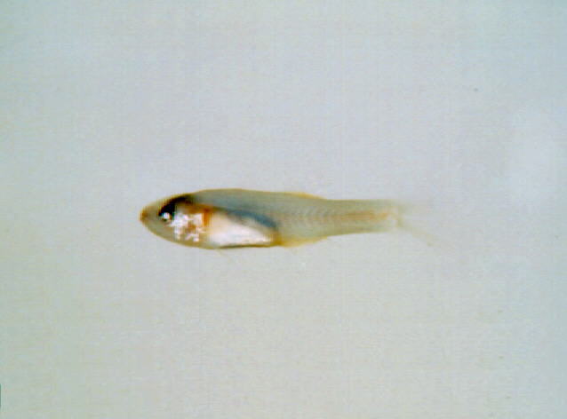 日本裸天竺鲷(Gymnapogon japonicus)