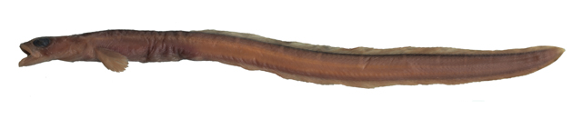矮似裸绵鳚(Gymnelopsis humilis)