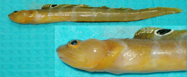 绿裸鳚(Gymnelus viridis)