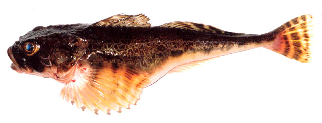 宽额裸棘杜父鱼(Gymnocanthus detrisus)