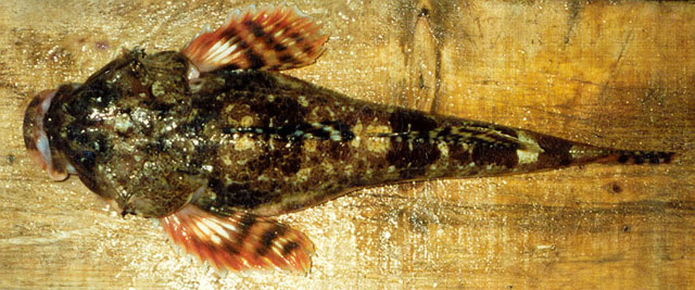 盔裸棘杜父鱼(Gymnocanthus galeatus)