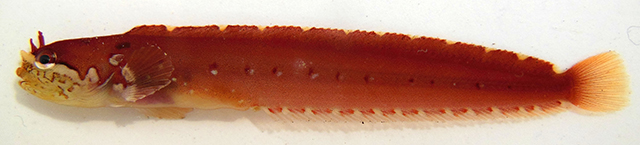 单冠裸胎鳚(Gymnoclinus cristulatus)