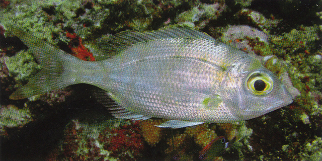 长裸顶鲷(Gymnocranius elongatus)